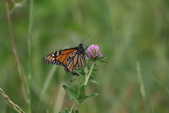 Monarch butterfly Danaus plexippus feeding on flower 