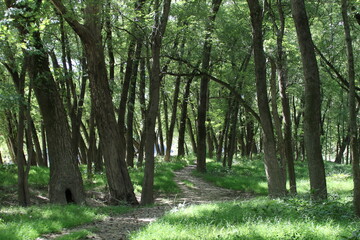 Fototapeta premium landscape view of a dirt path through the forest 
