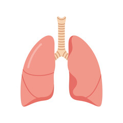 Human lungs anatomy illustration   respiratory system vector graphic Vector, illustration