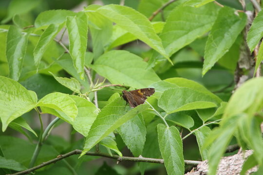hoary edge skipper butterfly Cecropterus lyciades