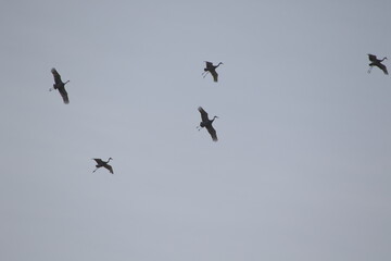 flock of sandhill cranes in flight getting ready to land 