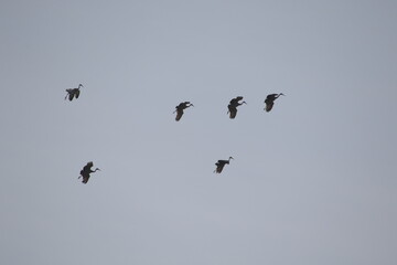 flock of sandhill cranes in flight getting ready to land 