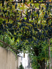 Ripe blue grapes hang on the vine on an autumn day.