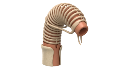 Human trachea anatomy isolated on transparent background, showing the organ structure