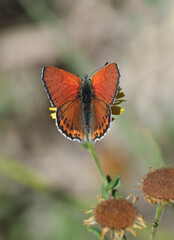 Orange wing-top butterfly. Lesser Fiery Copper butterfly.