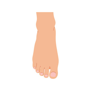 Close up illustration of a bare human foot with toes and toenails on a white background. Vector, illustration