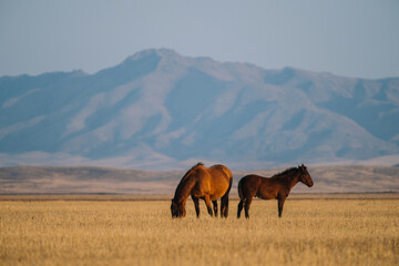 horses in the steppe, Kazakhstan