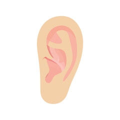 Stylized illustration of a human ear, highlighting its anatomical structure and delicate curves Vector, illustration