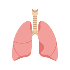 Human lungs and trachea anatomy illustration   respiratory system diagram Vector, illustration
