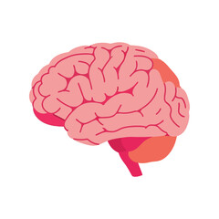 Stylized illustration of the human brain with lobes highlighted in different shades of pink Vector, illustration