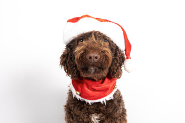 Brown labradoodle dog wearing santa hat and festive bandana