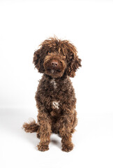 Brown curly dog sitting looking at camera
