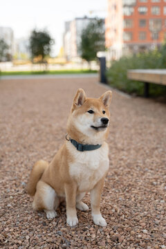 Shiba Inu dog with alert expression outdoors