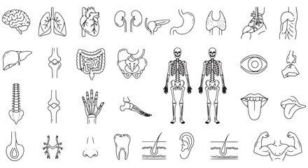 Medical organs line icon set. Vector pictograms of anatomy, body parts, kidney, bladder, pancreas, intestine, thyroid, pelvis, skeleton, joint, hand, nose, mouth, tongue, thin linear illustration