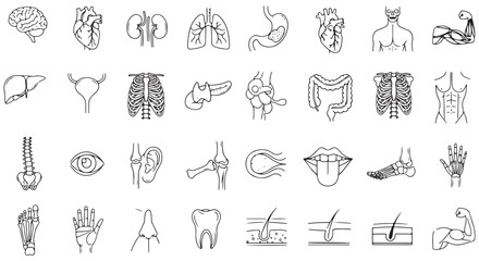 Medical organs line icon set. Vector pictograms of anatomy, body parts, kidney, bladder, pancreas, intestine, thyroid, pelvis, skeleton, joint, hand, nose, mouth, tongue, thin linear illustration