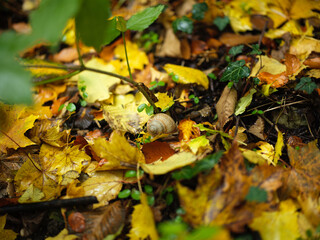 Snail laying on Forest Floor Covered With Colorful Autumn Leaves