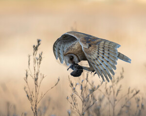 American Barn Owl (Tyto alba) transferring prey from mouth to raptorial feet ( zygodactyl) along California coast.