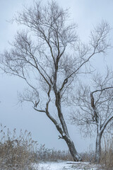 A snowy winter scenery with trees growing on the shorw of a lake. Seasonal landscape of Latvia.