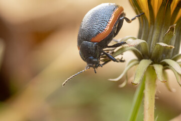 Striking Black and Orange Bordered Leaf Beetle Climbing on a Dandelion Bract.