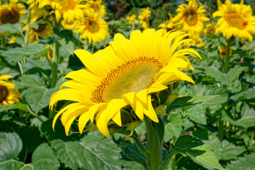Sunflower in bloom looking up