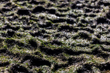 Close-up of wet green algae growing on uneven rock surface at low tide.