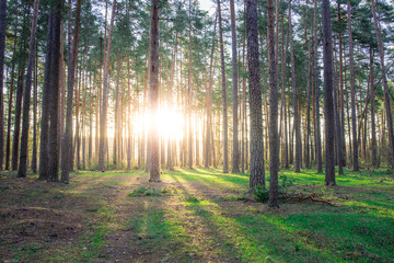 Forest with a sun shining through the trees