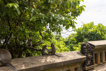 Three monkeys are sitting on a wall, one of which is holding another