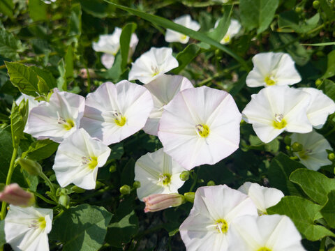 Close-up of delicate white Field Bindweed flowers (Convolvulus arvensis) blooming on a sunny summer day in Upper Austria