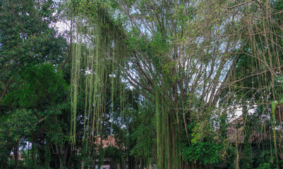 Tree with long branches and leaves is in a forest
