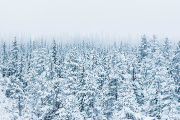 Snowcovered forest in Sweden shows a peaceful winter landscape with tall trees blanketed in white snow