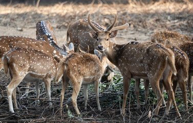 Spotted deers inside an enclosure at a zoo
