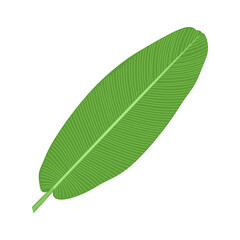 Banana leaf, tropical green plant. Exotic greenery, large big long foliage isolated on white background. Botanical floral design element. Fresh leafage banan in cartoon style. Flat vector illustration