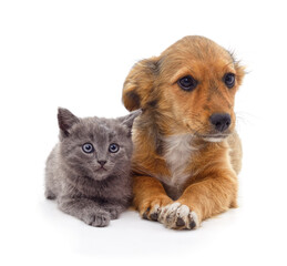 Cute kitten and puppy lying together isolated on white background.