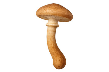 Single brown mushroom with rounded cap and curved beige stem, isolated on white