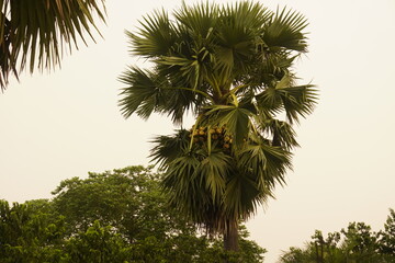 The palm tree: A majestic tropical palm tree with fan-shaped leaves, bearing clusters of round, hydrating, and cooling fruits.