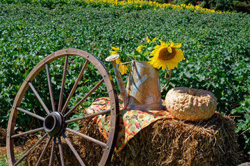 Autumn display in a field