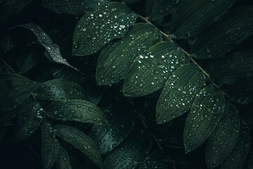 Obraz premium Leaves in drops in the dark