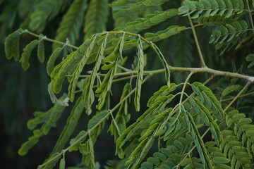 Gulmohar plant, known for its vibrant red-orange blossoms, adds tropical beauty, shade, and ornamental charm to gardens and landscapes