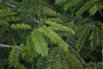 Gulmohar plant, known for its vibrant red-orange blossoms, adds tropical beauty, shade, and ornamental charm to gardens and landscapes