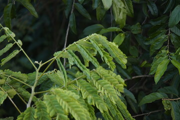 Gulmohar plant, known for its vibrant red-orange blossoms, adds tropical beauty, shade, and ornamental charm to gardens and landscapes