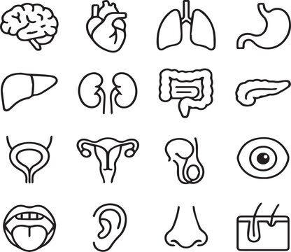 Human Organs Line Icon Set &ndash; Minimal Anatomy Vector Collection