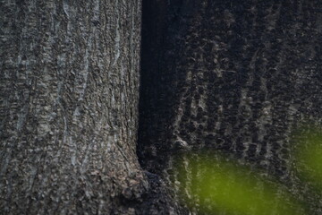 Close-up view of a tree trunk hole, showing natural texture, aging bark details, and deep hollow formed by weathering