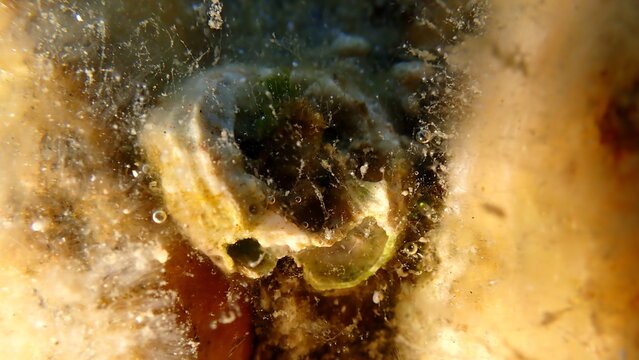 Calcareous tubeworm or fan worm, plume worm or red tube worm (Serpula vermicularis) shell undersea, Aegean Sea, Greece, Halkidiki, Pirgos beach
