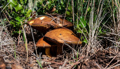 Hongos, boletus edulis, hongo blanco o seta de calabaza