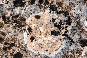 piedra de granito con líquenes blancos y amarillos