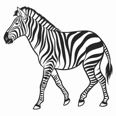 zebra on white background