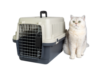 Fluffy cat sitting beside a pet carrier
