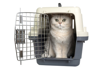 Fluffy cat sitting in open pet carrier with latch door © Natasha 