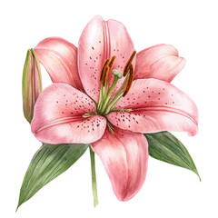 watercolor of Lily Flower, vector, isolated on a white background.