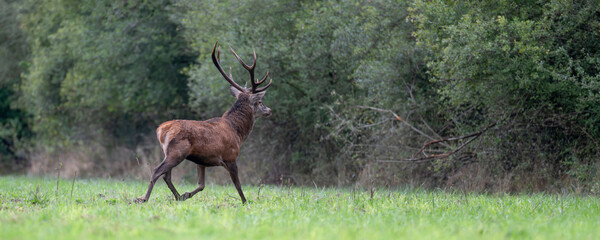 Mature Red deer stag in alert running in a plain during the rut. Cervus elaphus, Sologne, Loiret 45, région Centre Val de Loire, France, European Union, Europe